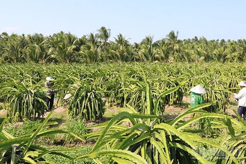 Nhà vườn xã Bình Phú, tỉnh Vĩnh Long chăm sóc thanh long ruột đỏ.