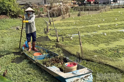 Người dân ở xã Vĩnh Thuận Đông, thành phố Cần Thơ trồng rau nhút trên sông Nước Đục mang lại hiệu quả cao.