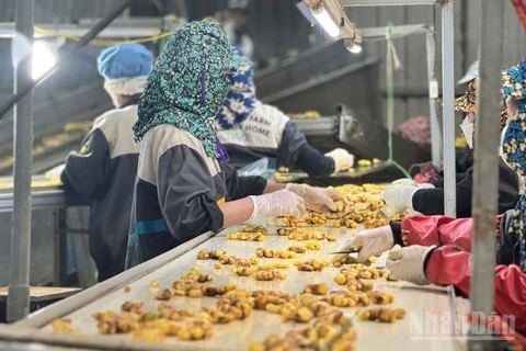 Khâu làm sạch gừng tươi trước khi chế biến tại nhà máy của Công ty trách nhiệm hữu hạn phát triển nông nghiệp và tư vấn môi trường (DACE) ở Hà Nội. (Ảnh: HNV)