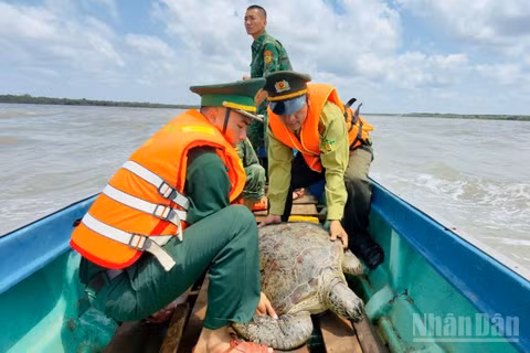 Đại diện lực lượng Biên phòng và Kiểm lâm tỉnh Cà Mau tiến hành thả cá thể rùa biển 60kg về môi trường tự nhiên ven biển vào sáng 20/4. 