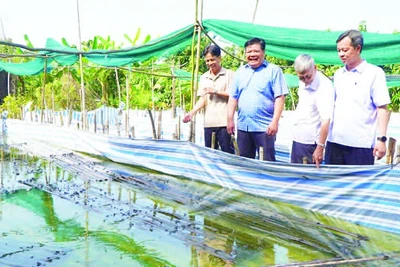Đồng chí Phan Thanh Phương (thứ hai từ trái sang) đến thăm mô hình nuôi ếch sinh sản ở ấp Bình Hòa, xã Bình Thành.