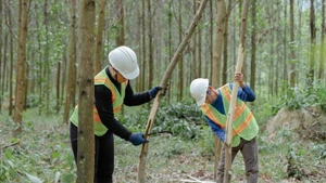 Cắt tỉa cây rừng trồng gỗ lớn. (Ảnh: GIZ/Vũ Thành)