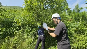 Các kỹ sư của dự án tiến hành trồng rừng tái tạo tại Mahaxay (Lào).