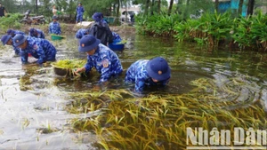 Lực lượng vũ trang hỗ trợ người dân xã Gio Hải, huyện Gio Linh thu hoạch lúa bị ngập úng.