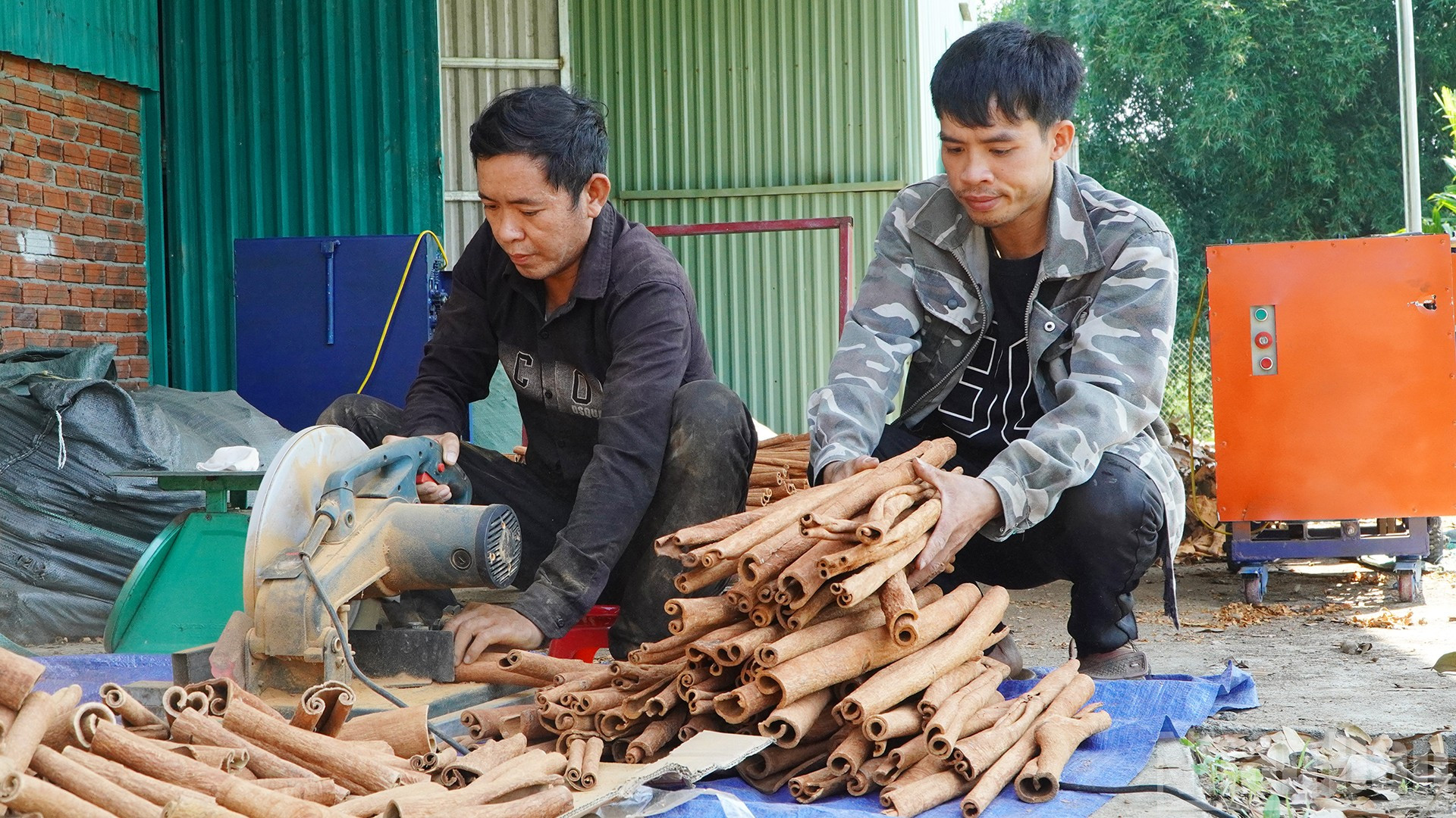 Quế Trà My tạo nguồn thu nhập chính của đồng bào dân tộc thiểu số ở các huyện miền núi phía tây tỉnh Quảng Nam.