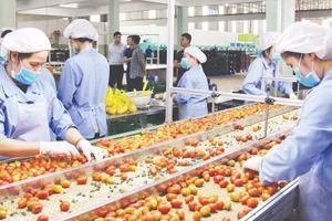 Lâm Đồng đang chuyển mạnh sang tư duy kinh tế nông nghiệp. (Trong ảnh: Sản xuất rau, củ, quả công nghệ cao tại PT Farm, xã Đức Trọng).