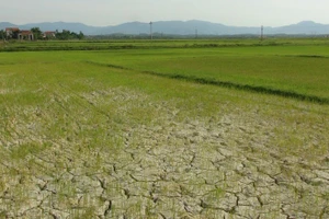 (Ảnh minh họa: TTXVN)