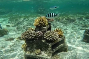 Hình ảnh rạn san hô ở Ấn Độ Dương. (Ảnh: CGTN)