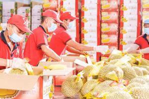 Các lô hàng trái cây xuất khẩu của Công ty Vina T&T Group đều triển khai truy xuất nguồn gốc thông minh. (Ảnh MINH ANH)