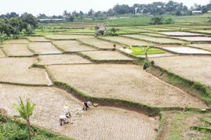 Nông dân trồng lúa trên cánh đồng tại Bogor, tây Java, Indonesia. (Ảnh: THX/TTXVN)