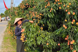 Vùng trồng vải thiều ở xã Thanh Hà, Hải Phòng.