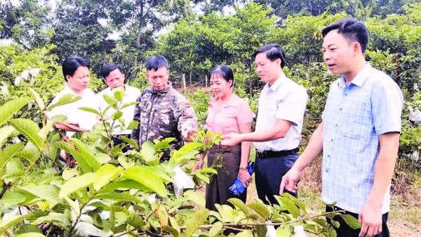 Lãnh đạo xã Hải Lựu, tỉnh Phú Thọ tham quan mô hình trồng ổi tại thôn Hòa Bình.