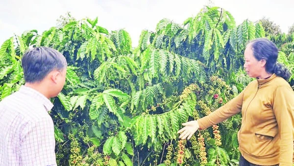 Mô hình tái canh cà-phê của gia đình bà Nguyễn Thị Sao, phường Đông Gia Nghĩa đạt hiệu quả cao, với sản lượng đạt 7 tấn nhân/ha.