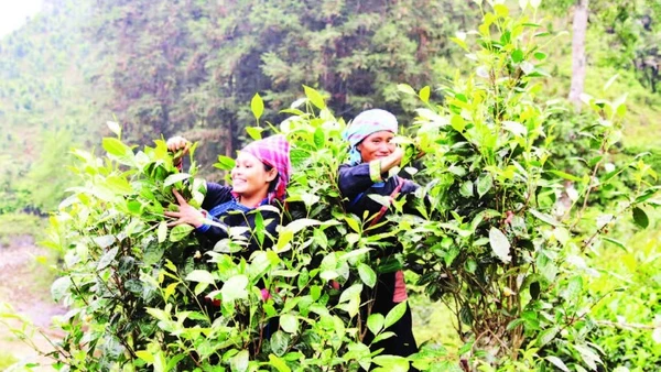 Người dân xã Bản Liền thu hái chè. (Ảnh ĐINH VINH)