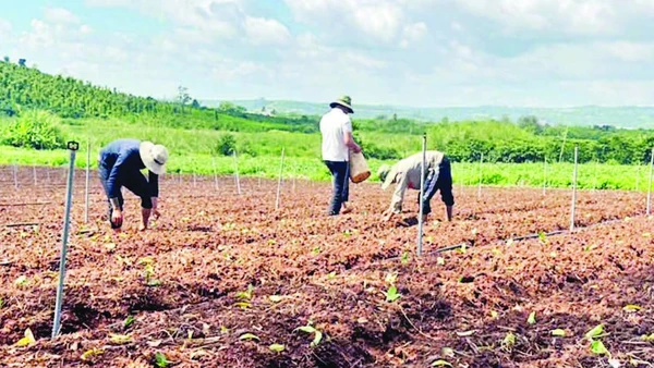Nông dân Lâm Đồng tập trung khôi phục sản xuất nông nghiệp sau mưa lũ.