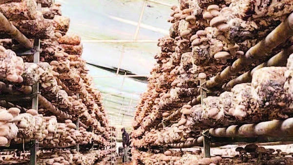 Cơ sở sản xuất nấm Trúc Mai, phường Thục Phán vay vốn Ngân hàng Chính sách xã hội phát triển sản xuất hiệu quả.