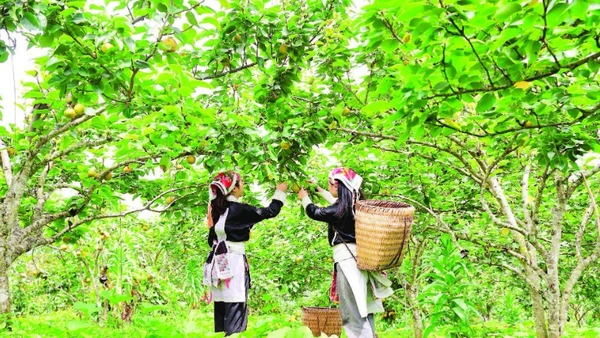 Người dân thu hoạch tại vườn lê xã Mường Hum.