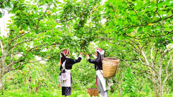 Người dân thu hoạch tại vườn lê xã Mường Hum.