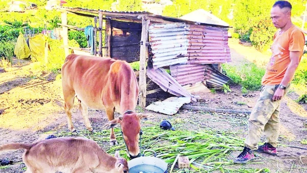 Anh A Lục chăm sóc đàn bò của gia đình.