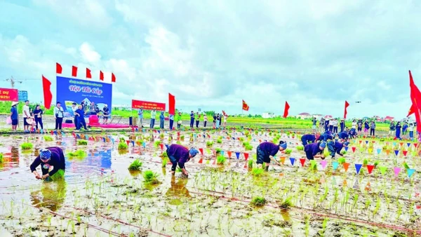 Hội thi cấy tại Lễ hội xuống đồng Hà Nam năm 2025.