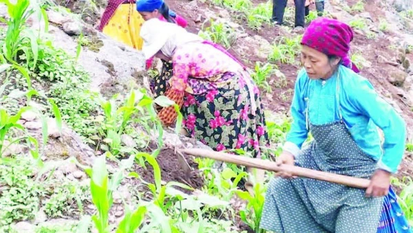 Người dân trên Cao nguyên đá Đồng Văn làm đất để trồng ngô chính vụ.