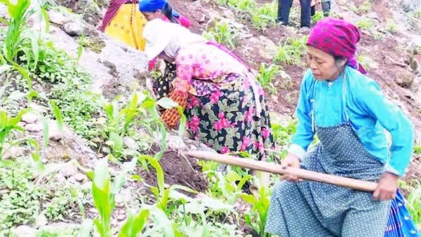 Người dân trên Cao nguyên đá Đồng Văn làm đất để trồng ngô chính vụ.