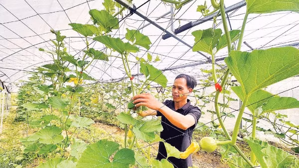 Mô hình rau quả xứ lạnh Măng Đen mang lại nguồn thu cho hội viên và khẳng định thương hiệu trên thị trường.