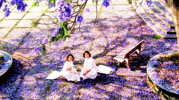 1. Phượng tím khoe sắc ở nhiều công sở, trường học tại Đà Lạt.