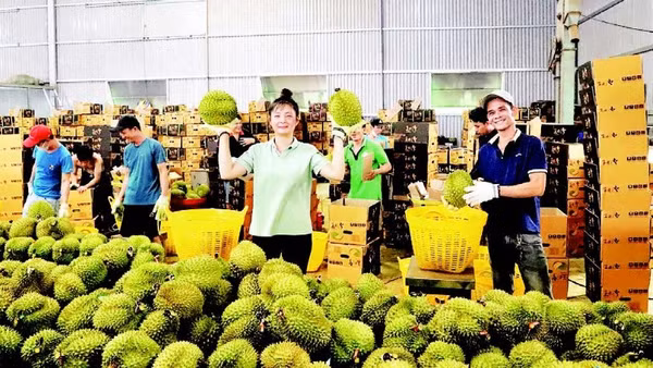 Thu mua, đóng gói sầu riêng xuất khẩu tại Đắk Lắk. (Ảnh NGUYỄN CÔNG LÝ)