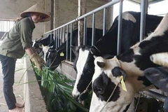 Chăn nuôi bò sữa ở xã Yên Bài (Hà Nội). (Ảnh: Sơn Tùng)