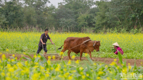 Chuẩn bị mùa cải mới.