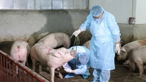 Thủ tướng Chính phủ Phạm Minh Chính vừa ký ban hành Công điện số 109/CĐ-TTg về việc triển khai quyết liệt, đồng bộ các giải pháp phòng, chống bệnh Dịch tả lợn châu Phi. (Ảnh: VGP)