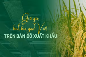 Gìn giữ tinh hoa gạo Việt trên bản đồ xuất khẩu