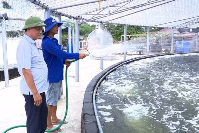 Chăm sóc tôm nuôi tại Hợp tác xã Thủy sản xanh Đông Ngũ, Quảng Ninh. (Ảnh: HẢI HÀ)