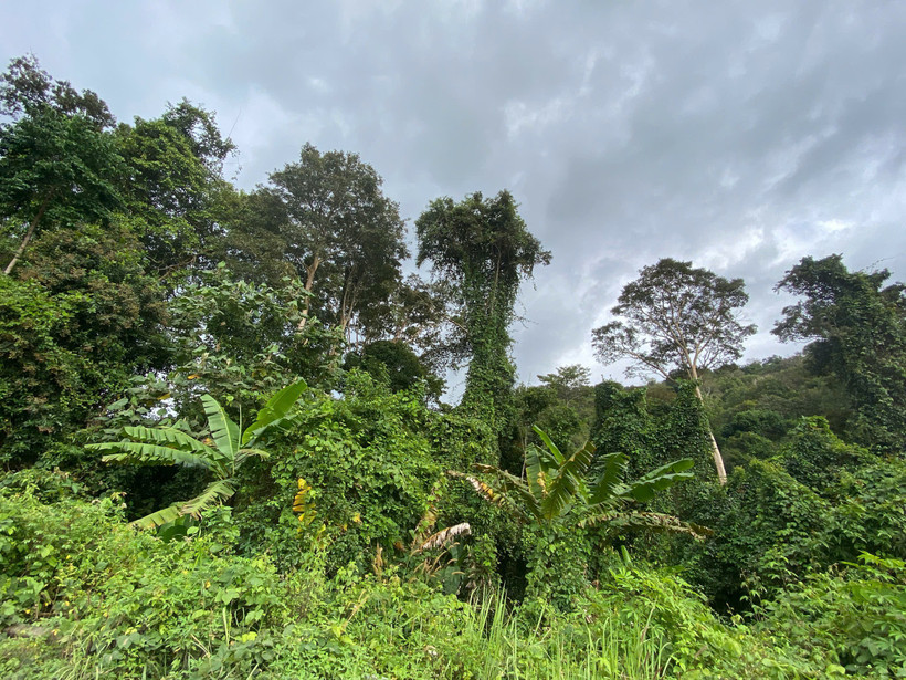 Rừng đóng vai trò quan trọng trong chiến lược đạt phát thải ròng bằng 0 (Net Zero).