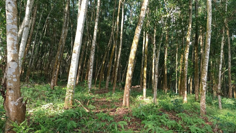 Phát triển rừng gỗ lớn, nâng cao giá trị kinh tế lâm nghiệp và bảo vệ môi trường.