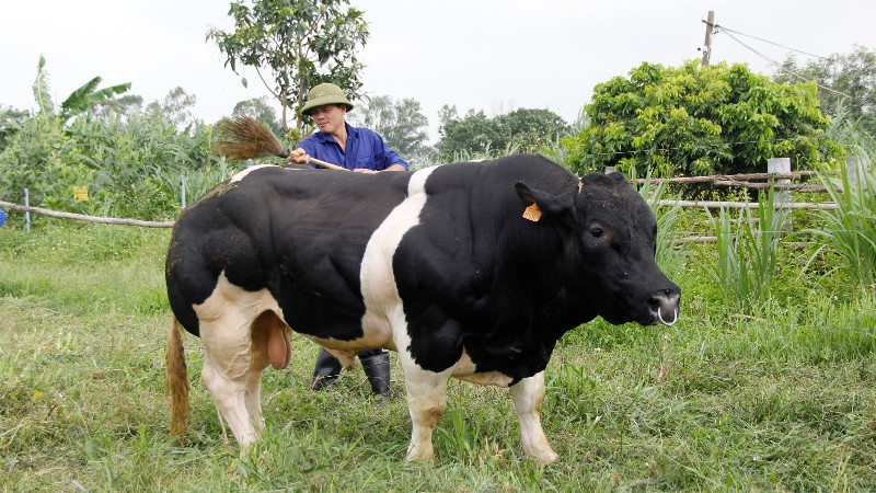 Dự án “Ứng dụng kết quả lai tạo giống bò BBB trên nên đàn bò thịt lai Sind thành đàn bò lai F1 hướng thịt trên địa bàn thành phố Hà Nội”.