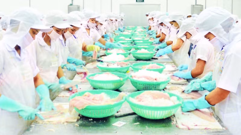 Chế biến cá tra xuất khẩu tại Khu công nghiệp Trà Nóc, thành phố Cần Thơ.