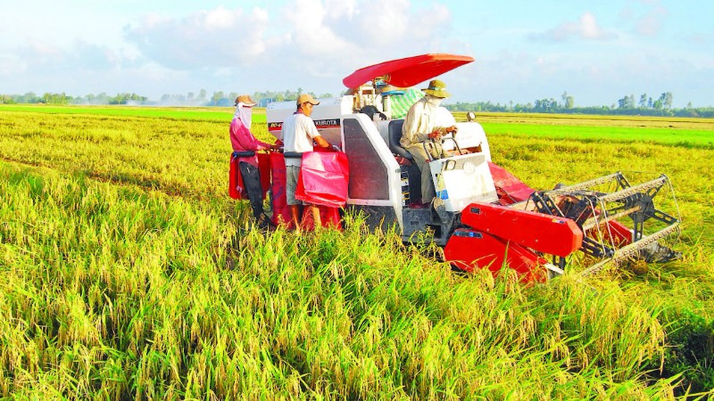 Sử dụng máy gặt đập liên hợp trong thu hoạch lúa giúp các hợp tác xã, tổ hợp tác thu hoạch từ 3-5 ha lúa/ngày.