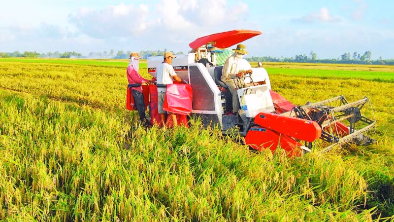 Sử dụng máy gặt đập liên hợp trong thu hoạch lúa giúp các hợp tác xã, tổ hợp tác thu hoạch từ 3-5 ha lúa/ngày.