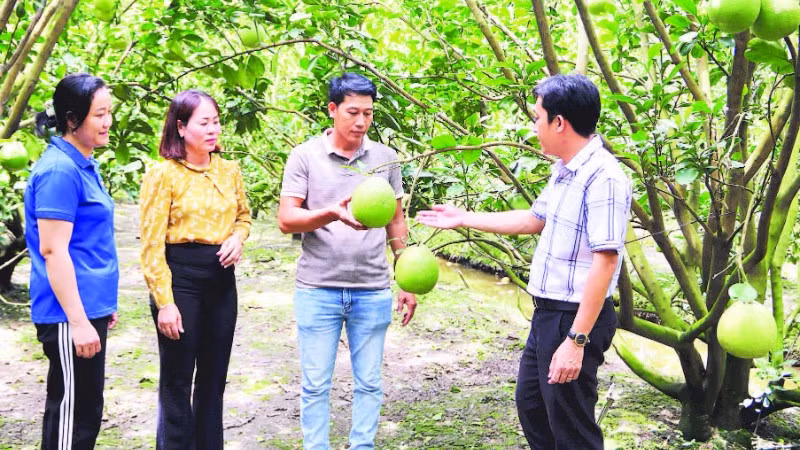 Anh Nguyễn Văn Bé Thi (giữa), ngụ Ấp 4, xã Tam Ngãi, tỉnh Vĩnh Long trao đổi với cán bộ Phòng Kinh tế xã về trồng bưởi Năm Roi theo tiêu chuẩn VietGAP.