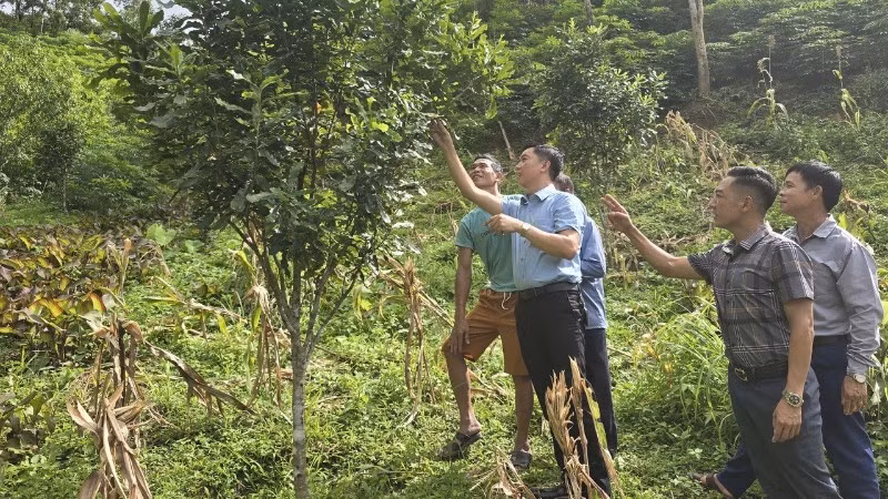 Lãnh đạo xã Sáng Nhè (tỉnh Điện Biên) kiểm tra tiến độ sinh trưởng cây mắc-ca được hỗ trợ từ chương trình mục tiêu quốc gia vùng đồng bào dân tộc thiểu số và miền núi.