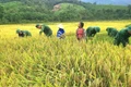 Cán bộ, chiến sĩ Đồn Biên phòng cửa khẩu quốc tế Cha Lo giúp dân gặt lúa trước khi có mưa lớn do ảnh hưởng của bão số 1.
