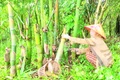 Bà Nguyễn Thị Sang thu hoạch măng tre trong vườn tre bốn mùa.
