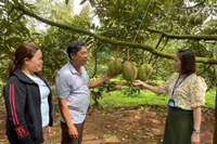 Trồng sầu riêng giúp nhiều hộ gia đình tăng thu nhập, thoát nghèo.