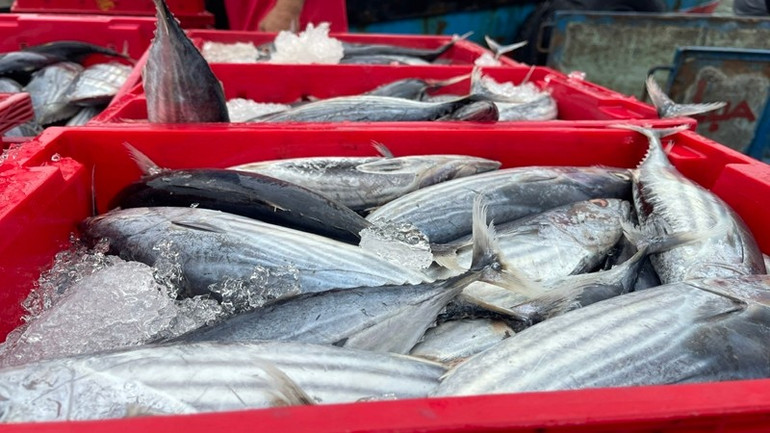 Từng két cá tươi được vận chuyển vào bờ. z6689673427773-d172cd9a753a3931452a06a25d7c1487.jpg