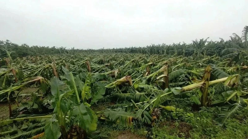 Thông Tư 21/2026: Luồng Gió Mới Giải Phóng Thủ Tục Miễn Giảm Tiền Thuê Đất