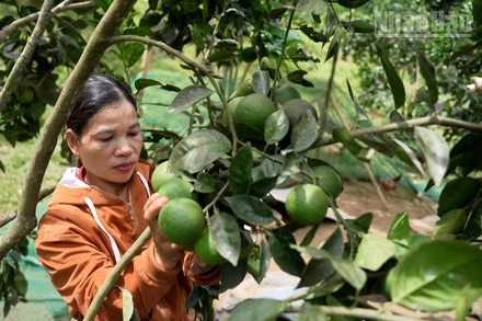 Đà Nẵng Chị Bnướch Thị Blắc Bên Vườn Cam Của Mình. (Ảnh: Hiền Thúy).