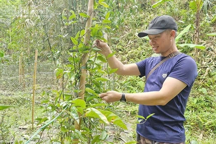 Anh Nguyễn Văn Sao mạnh dạn đầu tư phát triển vườn Ba kích chuẩn bị cho thu hoạch. (Ảnh HIỀN THÚY).