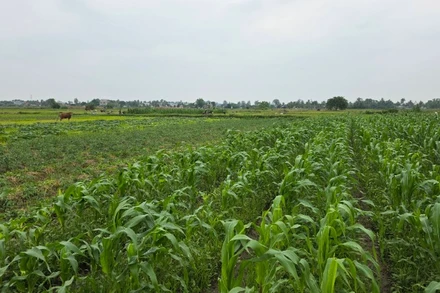 Xanh mướt cánh đồng vụ đông tại Thanh Hóa.